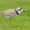 Malaysian Plover-210612-113MSDCF-FRY09378-W.jpg