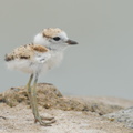 Malaysian Plover-210704-115MSDCF-FRY09026-W.jpg