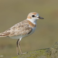 Malaysian Plover-240430-226MSDCF-FYP06994-W.jpg
