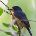 Mangrove Blue Flycatcher-110417-101EOS1D-FYAP9979-W.jpg