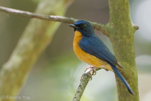 Mangrove Blue Flycatcher-110417-102EOS1D-FYAP0386-W.jpg