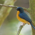 Mangrove Blue Flycatcher-110417-102EOS1D-FYAP0386-W.jpg