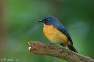 Mangrove Blue Flycatcher-220316-142MSDCF-FRY04961-W.jpg