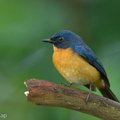 Mangrove Blue Flycatcher-220316-142MSDCF-FRY04961-W.jpg