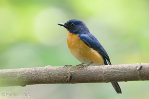 Mangrove Blue Flycatcher-220320-142MSDCF-FRY09543-W.jpg