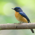 Mangrove Blue Flycatcher-220320-142MSDCF-FRY09543-W.jpg