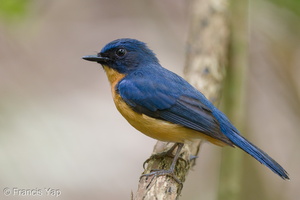 Mangrove Blue Flycatcher-220327-143MSDCF-FRY07178-W.jpg