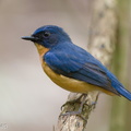 Mangrove Blue Flycatcher-220327-143MSDCF-FRY07178-W.jpg