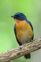 Mangrove Blue Flycatcher-220327-143MSDCF-FRY07805-W.jpg