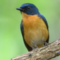 Mangrove Blue Flycatcher-220327-143MSDCF-FRY07805-W.jpg