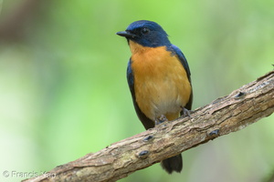 Mangrove Blue Flycatcher-220327-143MSDCF-FRY07811-W.jpg