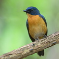 Mangrove Blue Flycatcher-220327-143MSDCF-FRY07811-W.jpg