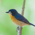 Mangrove Blue Flycatcher-251006-125FRYAP-FYA08545-W.jpg