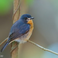 Mangrove Blue Flycatcher-251016-126FRYAP-FYA05066-W.jpg