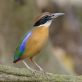 Mangrove Pitta-161210-107EOS1D-F1X28757-W.jpg