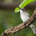 Mangrove Whistler-110225-100EOS1D-FYAP2680-W.jpg