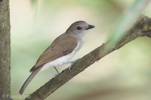 Mangrove Whistler-220302-141MSDCF-FRY08463-W.jpg