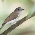 Mangrove Whistler-220302-141MSDCF-FRY08463-W.jpg