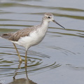 Marsh Sandpiper-120914-101EOS1D-FY1X6362-W.jpg