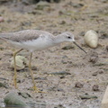 Marsh Sandpiper-221104-158MSDCF-FYP05209-W.jpg