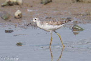 Marsh Sandpiper-250818-119FRYAP-FYA03659-W.jpg