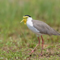 Masked Lapwing-160807-103EOS1D-F1X21987-W.jpg