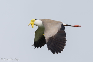 Masked Lapwing-210605-112MSDCF-FRY03474-W.jpg