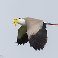 Masked Lapwing-210605-112MSDCF-FRY03474-W.jpg