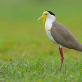 Masked Lapwing-220206-139MSDCF-FRY01230-W.jpg