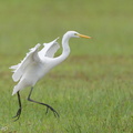 Medium Egret-161127-107EOS1D-F1X23837-W.jpg