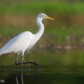 Medium Egret-220227-141MSDCF-FRY04361-W.jpg