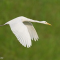 Medium Egret-240211-215MSDCF-FYP00960-W.jpg