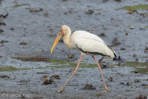 Milky Stork-120830-113EOS1D-FYAP0539-W.jpg