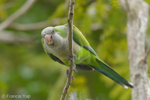 Monk Parakeet-171203-106ND500-FYP_2910-W.jpg