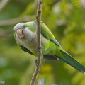 Monk_Parakeet-171203-106ND500-FYP_2910-W.jpg