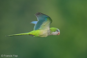 Monk Parakeet-250416-103FRYAP-FYA05642-W.jpg