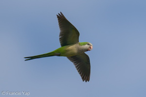 Monk Parakeet-250819-119FRYAP-FYA07829-W.jpg