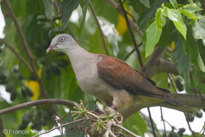 Mountain Imperial Pigeon-170101-108EOS1D-F1X25927-W.jpg