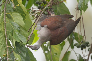 Mountain Imperial Pigeon-170101-108EOS1D-F1X26050-W.jpg