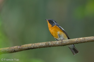 Mugimaki Flycatcher-181126-114ND500-FYP_1316-W.jpg