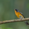 Mugimaki Flycatcher-181126-114ND500-FYP_1316-W.jpg