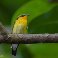 Narcissus Flycatcher-201204-104CANON-FY5R9538-W.jpg