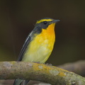 Narcissus Flycatcher-201206-105CANON-FY5R0697-W.jpg