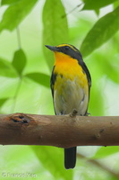Narcissus Flycatcher-250325-101FRYAP-FYA01233-W.jpg