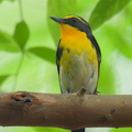 Narcissus Flycatcher-250325-101FRYAP-FYA01233-W.jpg