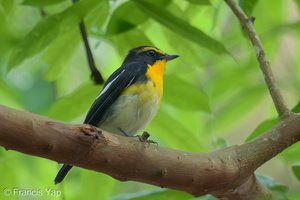 Narcissus Flycatcher-250325-101FRYAP-FYA02247-W.jpg