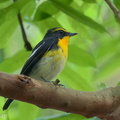 Narcissus Flycatcher-250325-101FRYAP-FYA02247-W.jpg