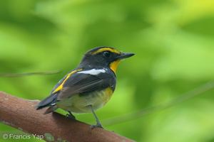 Narcissus Flycatcher-250325-101FRYAP-FYA02637-W.jpg