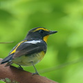 Narcissus Flycatcher-250325-101FRYAP-FYA02637-W.jpg