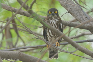 Northern Boobook-151117-122EOS1D-FY1X2065-W.jpg